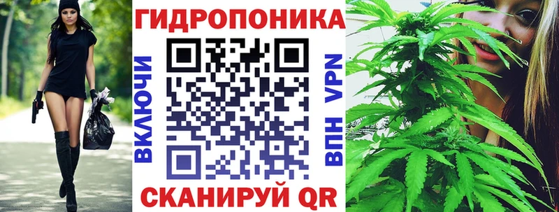 где найти   Старая Русса  Каннабис конопля 